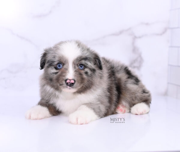 Mini / Toy Australian Shepherd Puppy Jack Frost