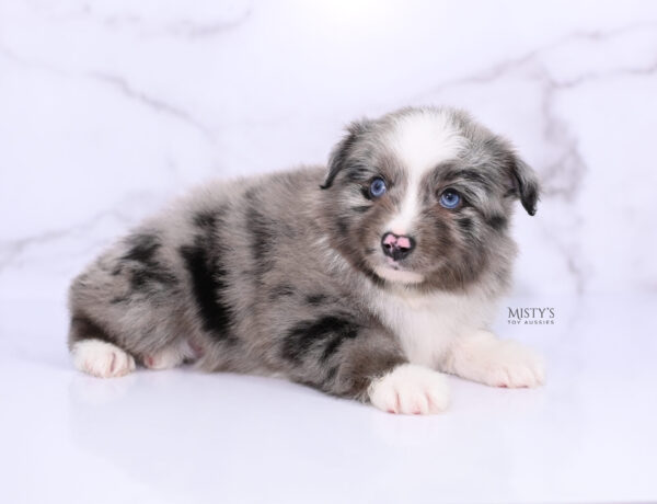 Mini / Toy Australian Shepherd Puppy Jack Frost