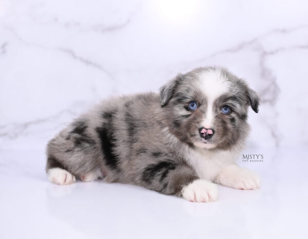 Mini / Toy Australian Shepherd Puppy Jack Frost