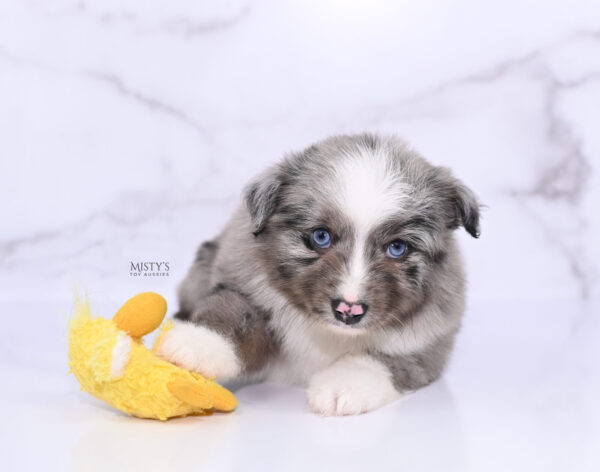 Mini / Toy Australian Shepherd Puppy Jack Frost