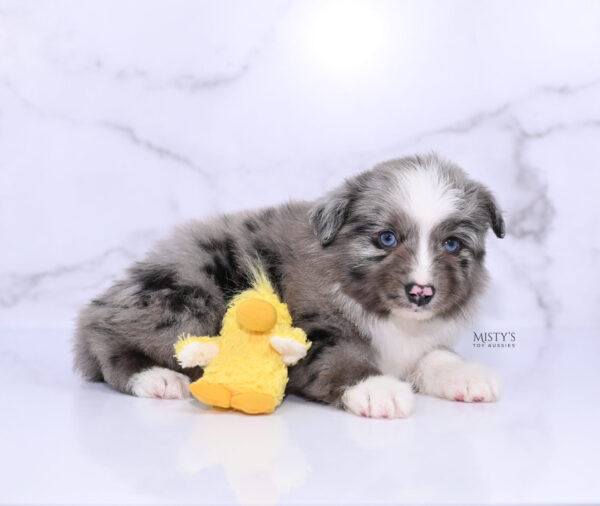 Mini / Toy Australian Shepherd Puppy Jack Frost