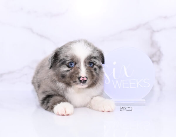 Mini / Toy Australian Shepherd Puppy Jack Frost