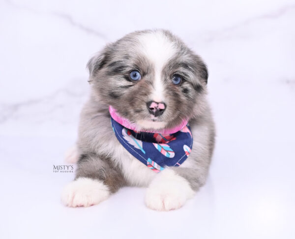 Mini / Toy Australian Shepherd Puppy Jack Frost