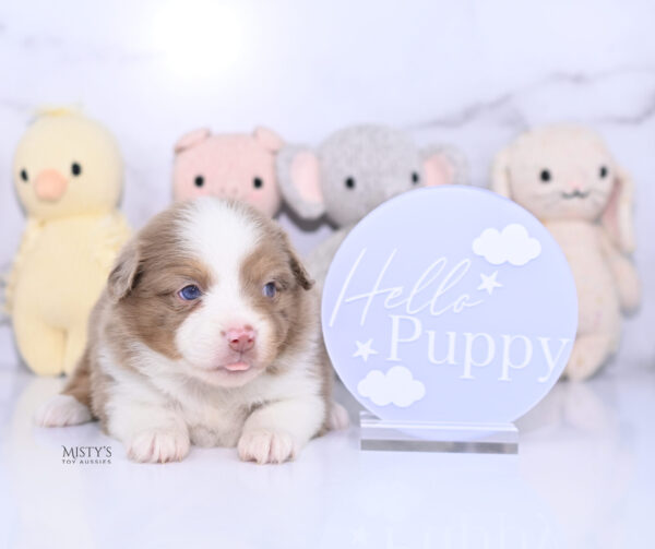 Mini / Toy Australian Shepherd Puppy Jello