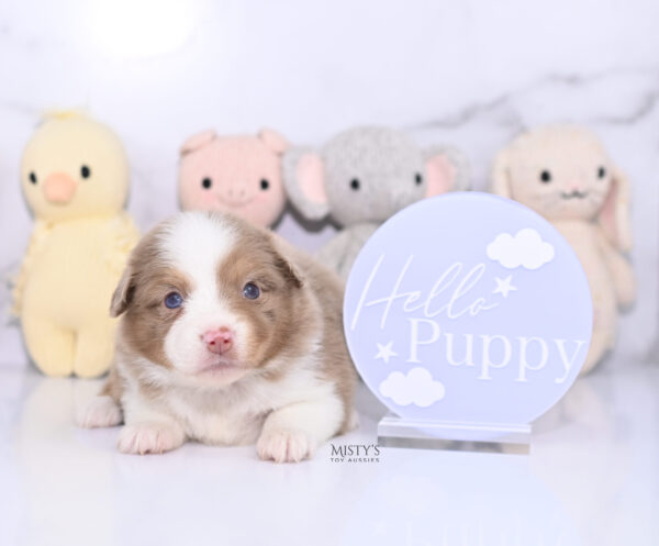 Mini / Toy Australian Shepherd Puppy Jello