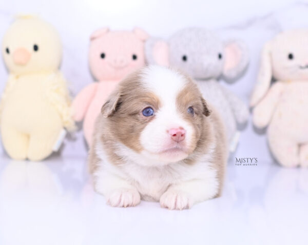 Mini / Toy Australian Shepherd Puppy Jello