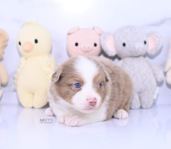 Mini / Toy Australian Shepherd Puppy Jello