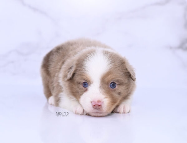 Mini / Toy Australian Shepherd Puppy Jello