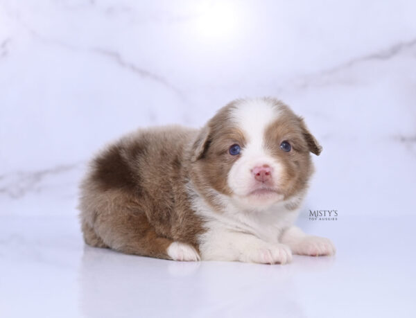 Mini / Toy Australian Shepherd Puppy Jello