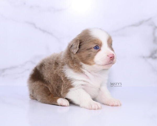 Mini / Toy Australian Shepherd Puppy Jello