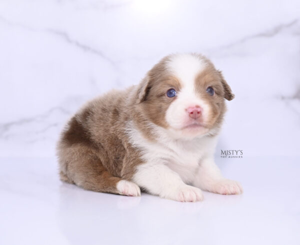 Mini / Toy Australian Shepherd Puppy Jello