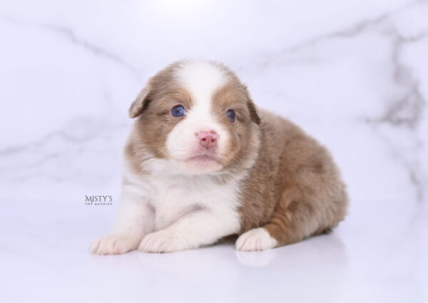 Mini / Toy Australian Shepherd Puppy Jello