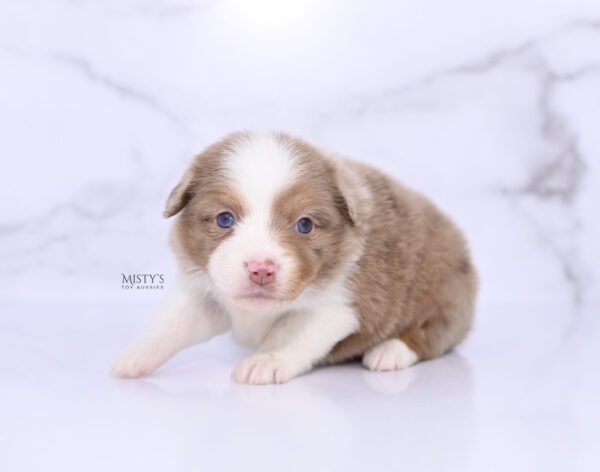 Mini / Toy Australian Shepherd Puppy Jello