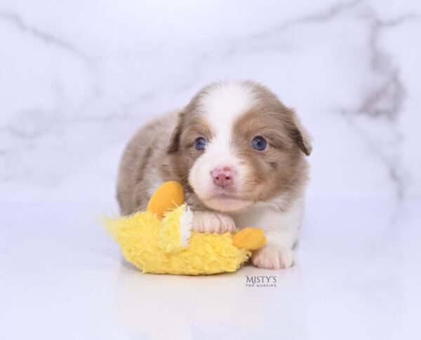 Mini / Toy Australian Shepherd Puppy Jello