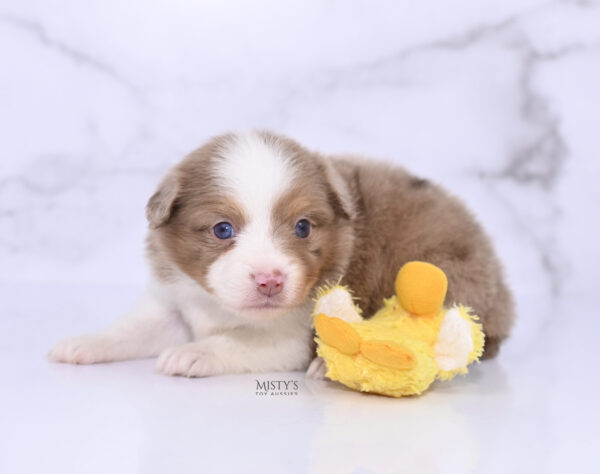 Mini / Toy Australian Shepherd Puppy Jello