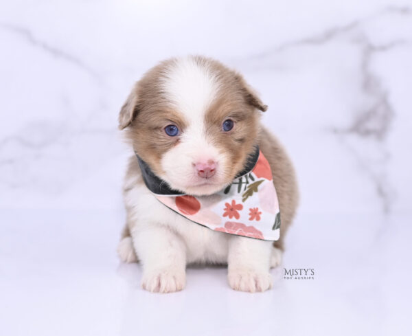 Mini / Toy Australian Shepherd Puppy Jello