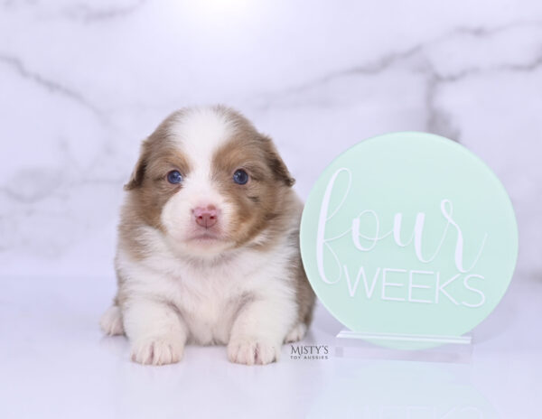 Mini / Toy Australian Shepherd Puppy Jello