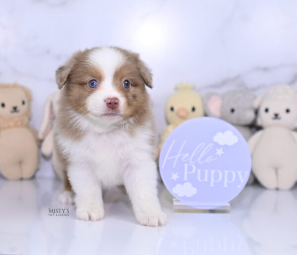 Mini / Toy Australian Shepherd Puppy Jello