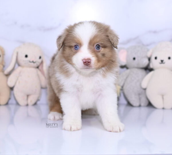 Mini / Toy Australian Shepherd Puppy Jello