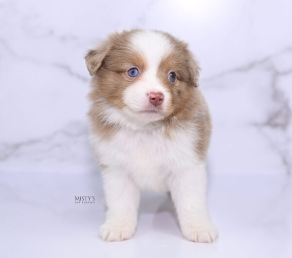 Mini / Toy Australian Shepherd Puppy Jello