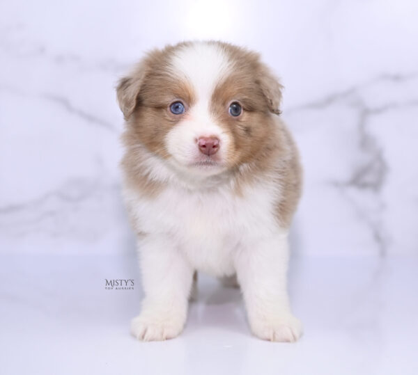 Mini / Toy Australian Shepherd Puppy Jello