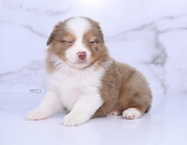 Mini / Toy Australian Shepherd Puppy Jello