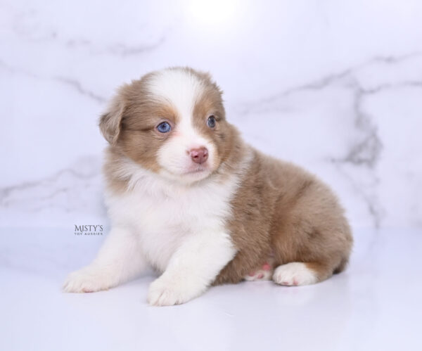 Mini / Toy Australian Shepherd Puppy Jello