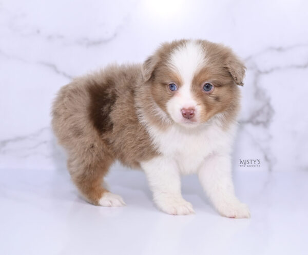 Mini / Toy Australian Shepherd Puppy Jello