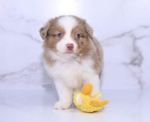 Mini / Toy Australian Shepherd Puppy Jello