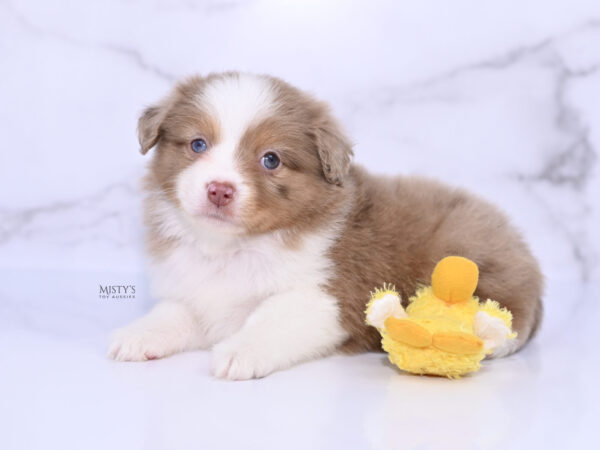 Mini / Toy Australian Shepherd Puppy Jello