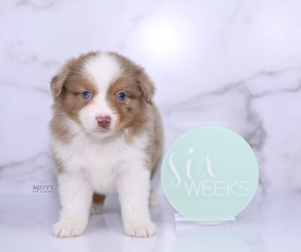 Mini / Toy Australian Shepherd Puppy Jello