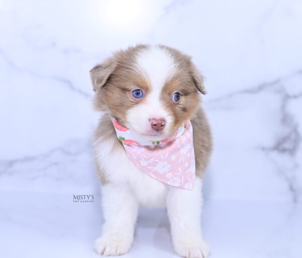 Mini / Toy Australian Shepherd Puppy Jello