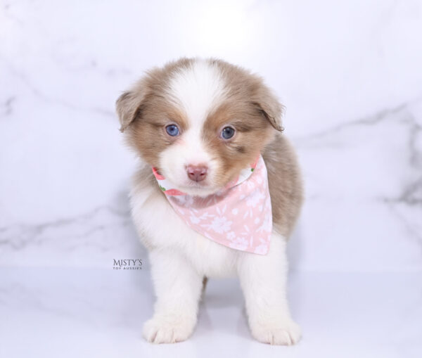 Mini / Toy Australian Shepherd Puppy Jello