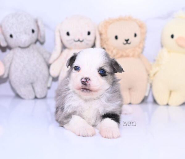 Mini / Toy Australian Shepherd Puppy Kizzy