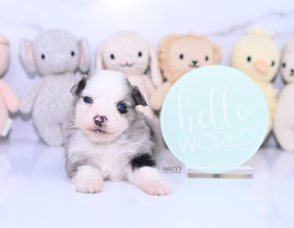 Mini / Toy Australian Shepherd Puppy Kizzy