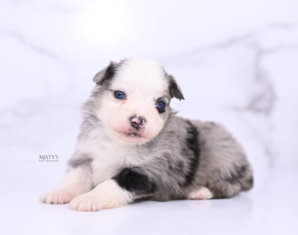 Mini / Toy Australian Shepherd Puppy Kizzy