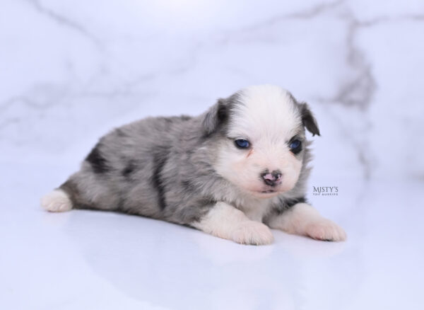 Mini / Toy Australian Shepherd Puppy Kizzy