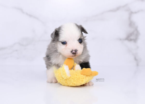 Mini / Toy Australian Shepherd Puppy Kizzy