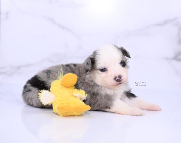 Mini / Toy Australian Shepherd Puppy Kizzy