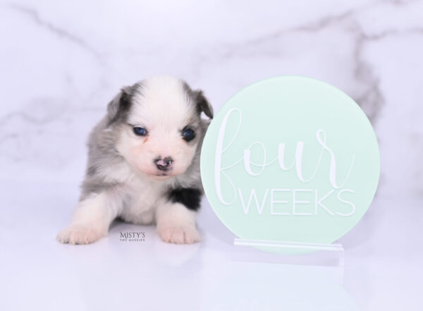 Mini / Toy Australian Shepherd Puppy Kizzy