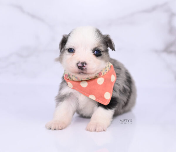 Mini / Toy Australian Shepherd Puppy Kizzy
