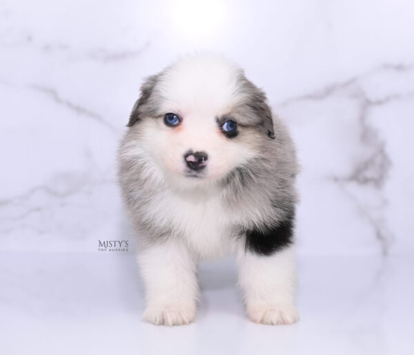 Mini / Toy Australian Shepherd Puppy Kizzy