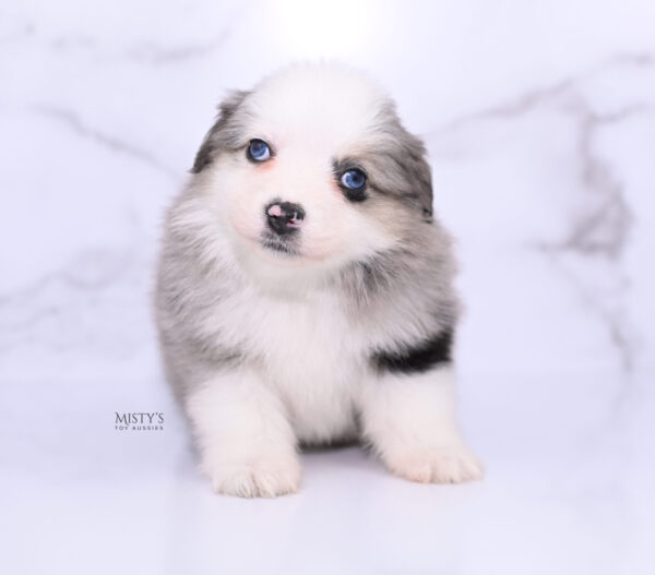 Mini / Toy Australian Shepherd Puppy Kizzy