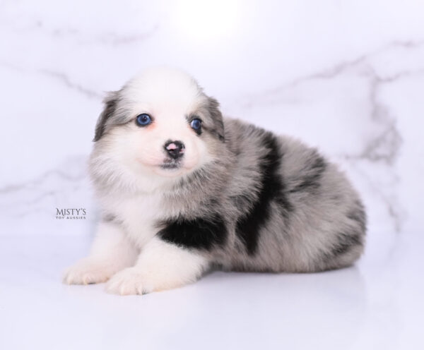 Mini / Toy Australian Shepherd Puppy Kizzy