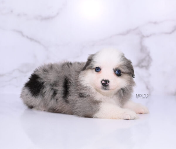 Mini / Toy Australian Shepherd Puppy Kizzy