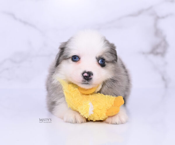 Mini / Toy Australian Shepherd Puppy Kizzy