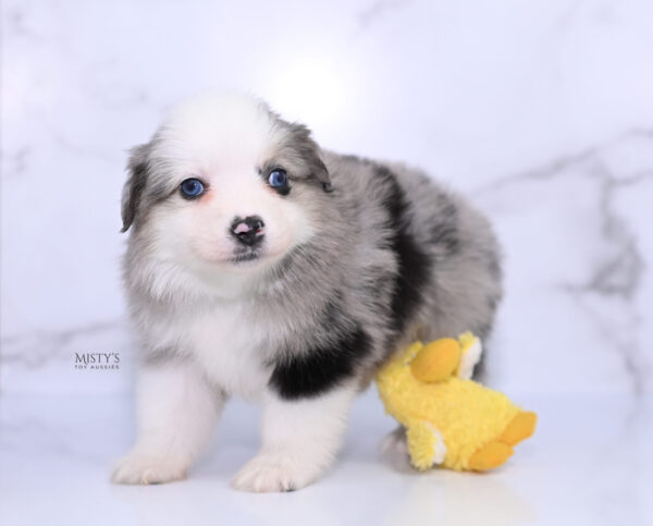 Mini / Toy Australian Shepherd Puppy Kizzy