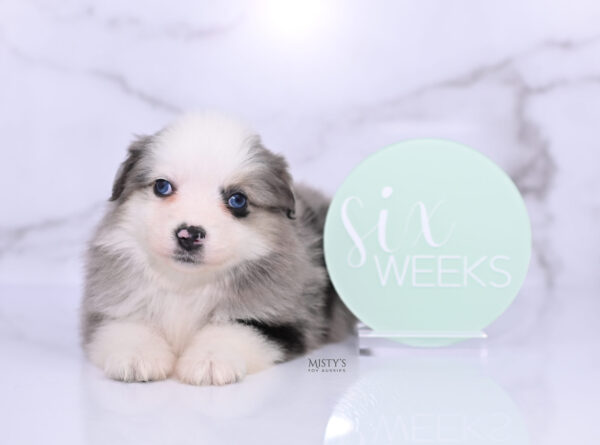 Mini / Toy Australian Shepherd Puppy Kizzy