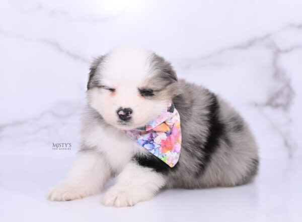 Mini / Toy Australian Shepherd Puppy Kizzy