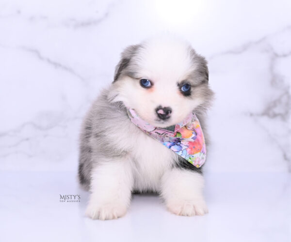 Mini / Toy Australian Shepherd Puppy Kizzy